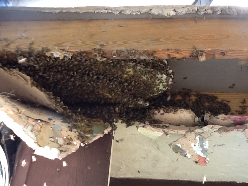 Hive Removal